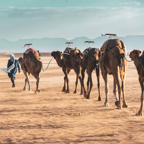 Zagora Desert Tour (2 days- 1 night )